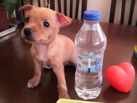 2 aylık dişi 1 numara pinscher yavru sahiplendirilecek