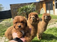 Sağlıklı Maltipoo Bebekler