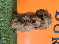 Antialerjik tüy yapısına sahip toy poodle