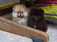 Pomeranian Boo Tea Cup Garantili