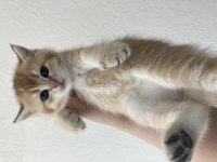 Golden baby british shorthair