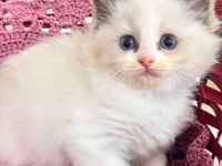 Şampiyon Genetikli Safkan Ragdoll Yavruları