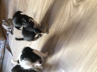 5 KARDEŞ YAVRU KEDİMİZ YUVA ARIYOR