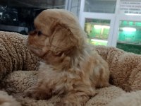 Dişi ve erkek maltipoo yavrularımız