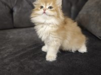 Ny12 British Longhair Yavrularımız