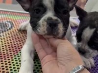 Kepçe kulak fransız bulldog