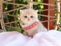 SAFKAN BRİTİSH SHORTHAİR BLUE GOLDEN
