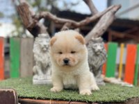 IRK VE SAĞLIK GARANTİLİ CHOW CHOW