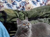 British shorthair kedimiz