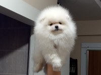 3.5 aylık muhteşem kalitede pomeranian yavrular