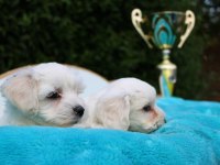 Burkemden Sevimli Maltese Terrier Yavruları