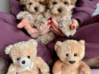 F2 MALTİPOO YAVRULARI