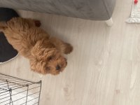 Kahve maltipoo