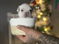 Egzotik French Bulldog Yavrularımız Rezerveye Açılmıştır