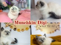Munchkin yavrular