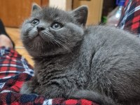 Scottish fold biritish shorthair sağlık garantil