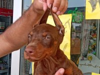 Doberman Yavrular 19/05 Doğumlu Cipli Karneli