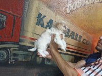 60 Günlük Dişi Morkie