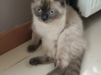 Kediler arası kavga şiddetli geçimsizlik nedeni ile