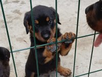 22 Haziran Doğumlu Erkek Rottweiler