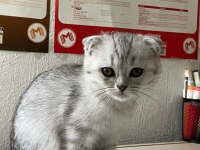 Scottish fold kediler