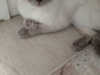 Scottish Fold 2 Yaşında Erkek