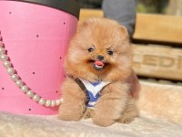 Ayı Surat Pomeranian Yavrular
