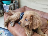 2.5 aylık dişi toy poodle