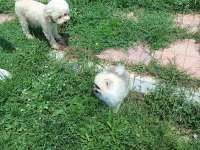 POMERANİAN BOO KÖPEĞİ