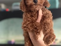 Show kalite aşılı pasaportlu toy poodle