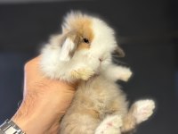 HOLLANDA LOP TAVŞANLARI
