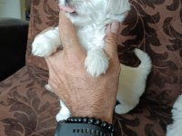 MİNİ MALTESE TERRİER YAVRULARI
