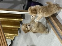 4 AYLIK MALTİPOO ERKEK YAVRU