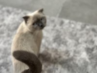 Ücretsiz Scottish Blue Point Kedi Sahiplendirme