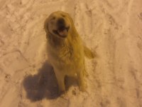 dişi köpek ile çiftleştirmek istiyoruz golden retriever