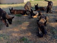 AŞILI ÇİPLİ FCI KIF ŞECERELİ MALİNOİS YAVRULARIM