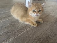 Golden british shorthair safkan 3 aylık