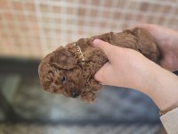Kore erkek poodle