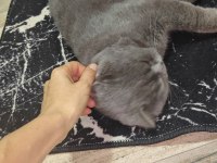 ACİL YUVA KEDİMİZE