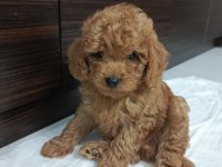 Hakiki toy poodle