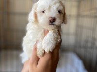 Toy poodle yavrumuz dişi
