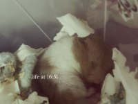 Suriye hamsteri