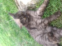 Biritiş shorthair melez ücretsiz SAHİPLENDİRİLİCEK