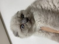 15 Mayıs doğumlu erkek Scottish fold blue point