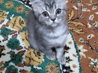 Silver point british longhair