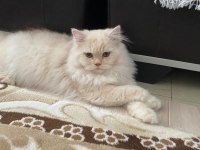 Chinchilla cins kedimiz