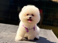 A Kalite Pomeranian Boo