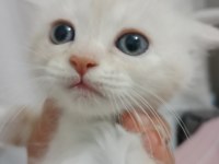 Chinchilla 2 aylık sahiplendirme