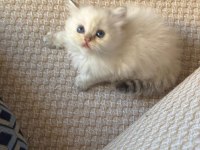 Safkan British Longhair yavrular