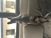 Çiftleşmek için erkek french bulldog aday arıyoruz